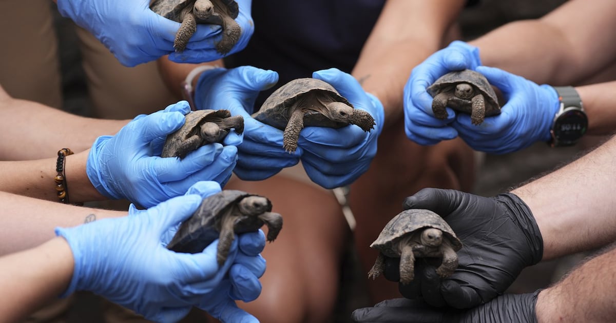 Philadelphia Zoo's century-old tortoise welcomes her first hatchlings