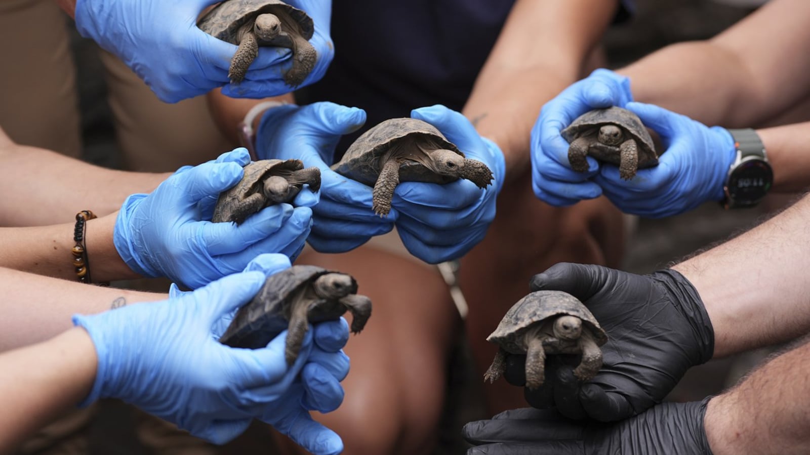 Philadelphia Zoo's century-old tortoise welcomes her first hatchlings