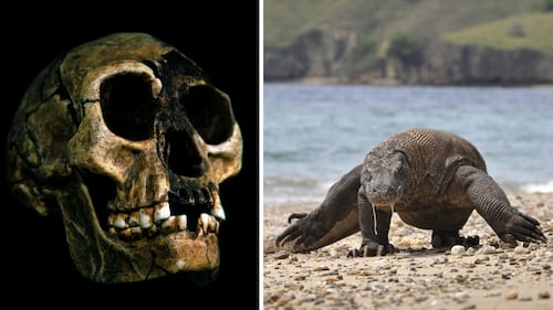 Hobbit-like humans may have scavenged Komodo dragons’ leftovers to survive