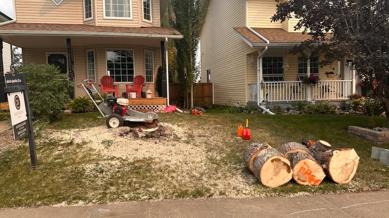 Her family was on vacation, then a scammer got her tree cut down