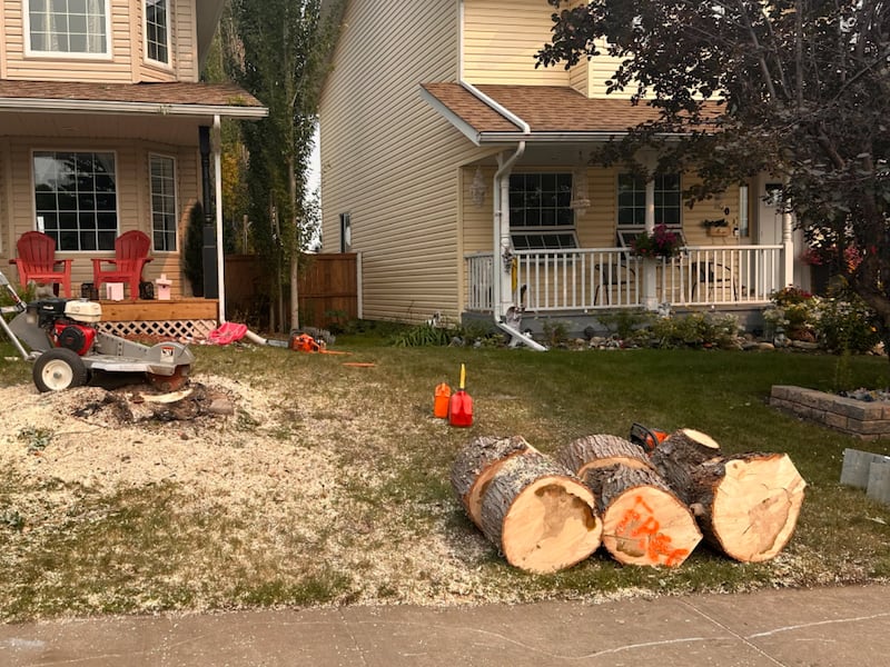 Her family was on vacation, then a scammer got her tree cut down