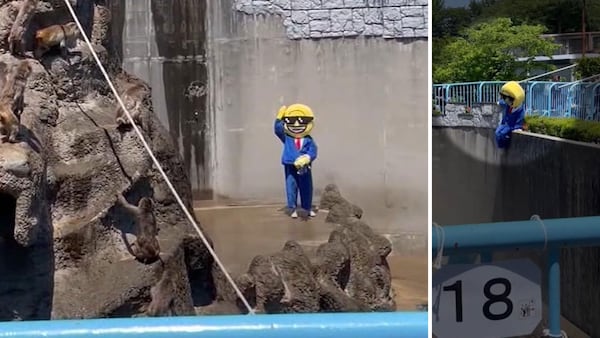 Japan arrests Americans over stunt at baby monkey Punch’s zoo