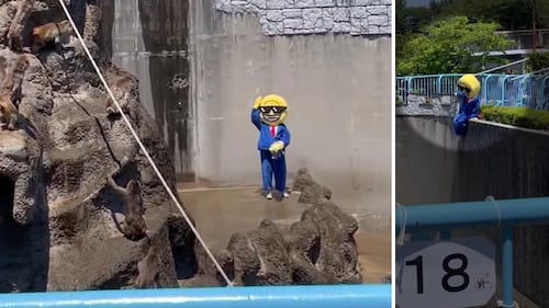 Japan arrests Americans over stunt at baby monkey Punch’s zoo