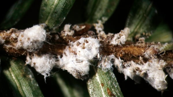 Halifax to assess, treat hemlock trees affected by invasive insect
