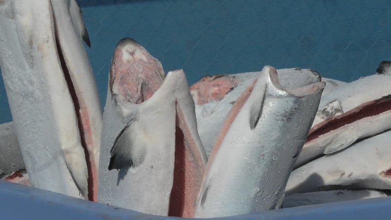 Soaring diesel costs threaten B.C. salmon fishery