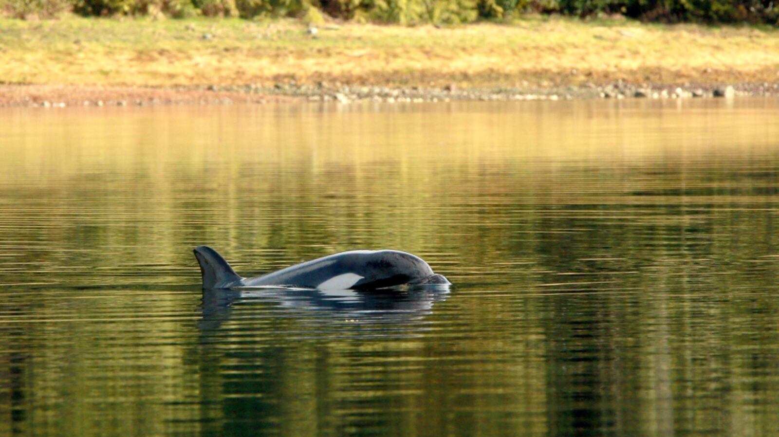 Orphaned B.C. orca may be eating fish, vet says, as rescuers plan new ...