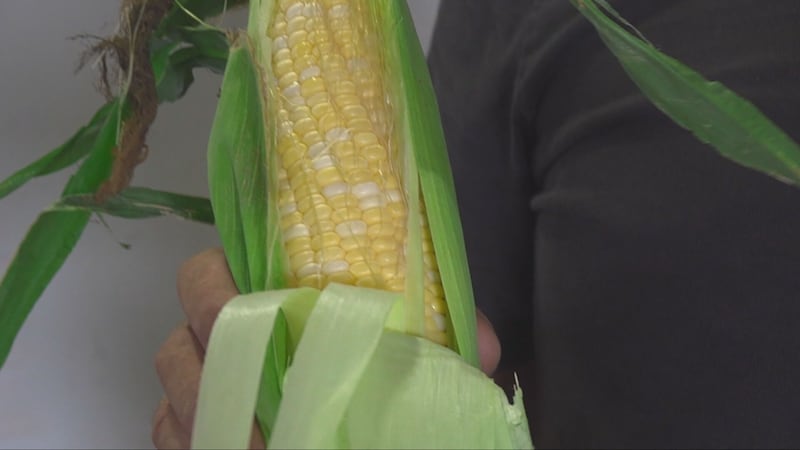 Quebec farmers harvest bumper crop of corn as prices fall