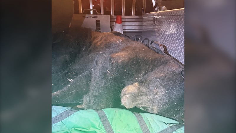 Black bear spotted near Commercial Drive safely relocated, Vancouver police say
