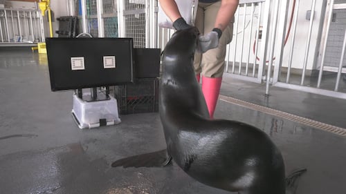 A seal uses a touchscreen at the Edmonton Valley Zoo. (Dave Mitchell/CTV News Edmonton)