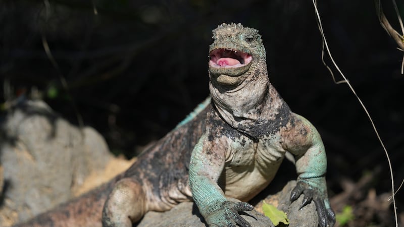 At least 32 marine iguanas found in suitcase at airport, authorities say