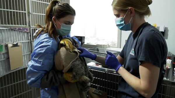 Wildlife rehab facility takes in record number of patients in 2025
