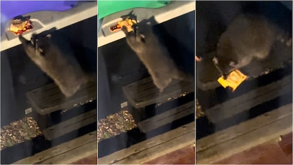 Raccoon steals Calgary teen’s Starburst candy after biting him
