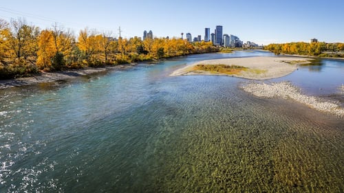 Why are Calgary police officers throwing pig carcasses into the Bow River?