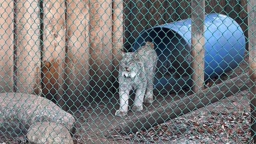 Lynx at the Edmonton Valley Zoo Nov. 24, 2025. (Sasha Pietramala/CTV News Edmonton)