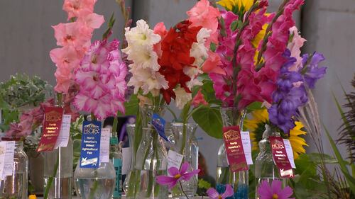 Winning ribbons with flowers in a variety of colours are pictured.