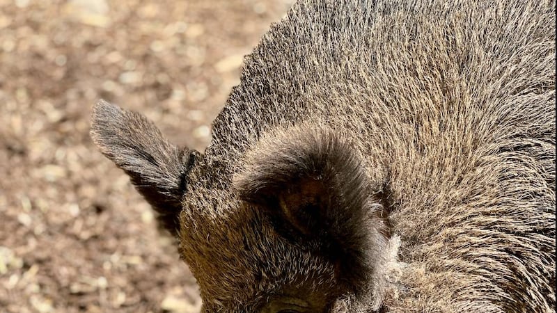 Calgary Zoo boar put down after long illness