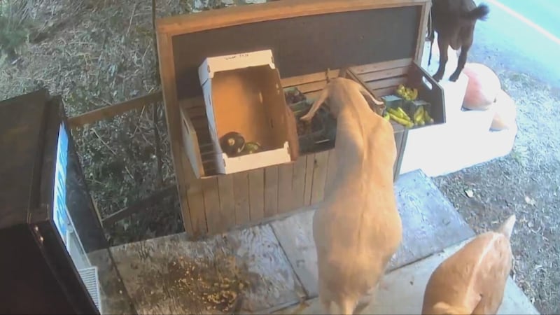 ‘They definitely cased the joint’: B.C. farmers catch gang of goats stealing from roadside stand
