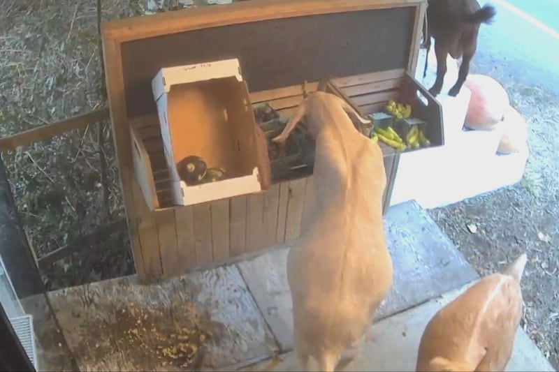 ‘They definitely cased the joint’: B.C. farmers catch gang of goats stealing from roadside stand