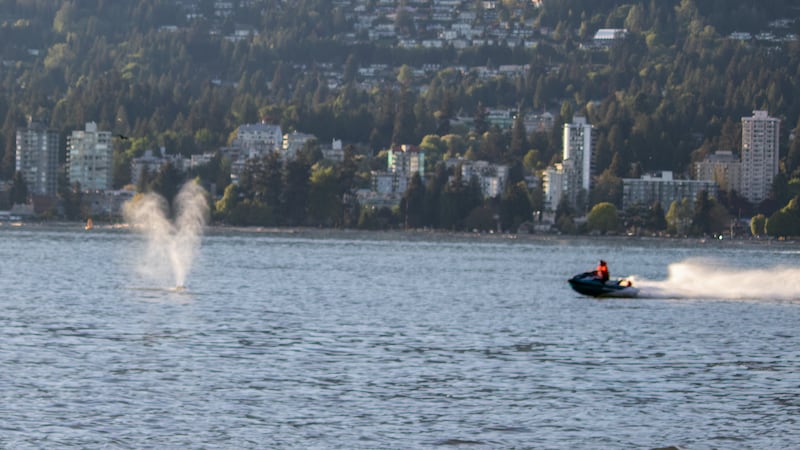 Shock as Jet Ski slams into grey whale off Vancouver beach