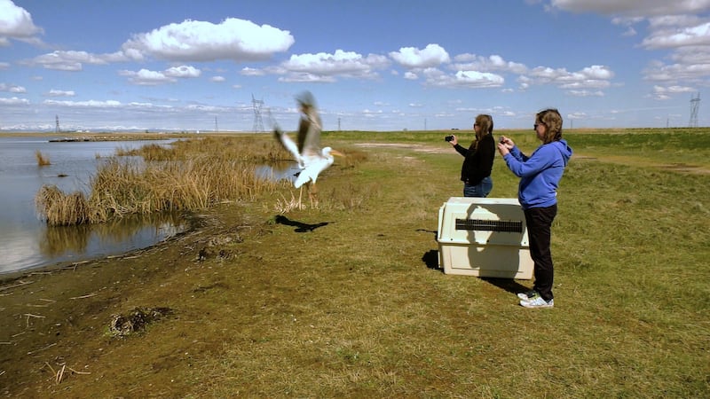 Pelican found injured in Calgary released after 7 months in rehab
