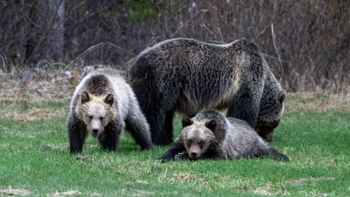 Banff National Park grizzly cub killed after being hit by train