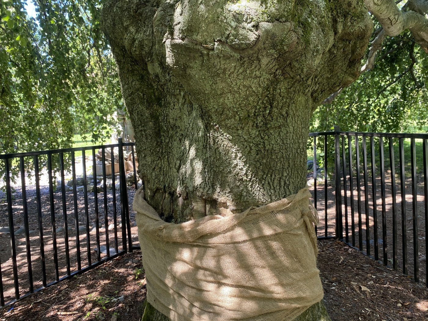 Community baffled by vandalism of previously harmed historic tree in Halifax gardens