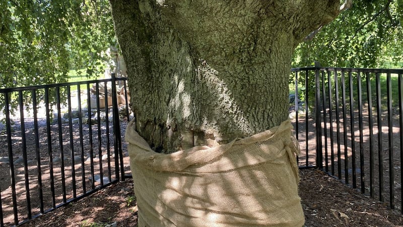 Community baffled by vandalism of previously harmed historic tree in Halifax gardens