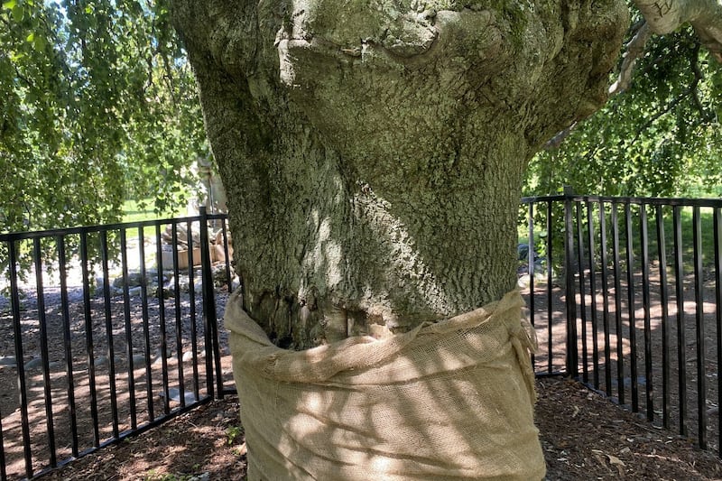 Community baffled by vandalism of previously harmed historic tree in Halifax gardens