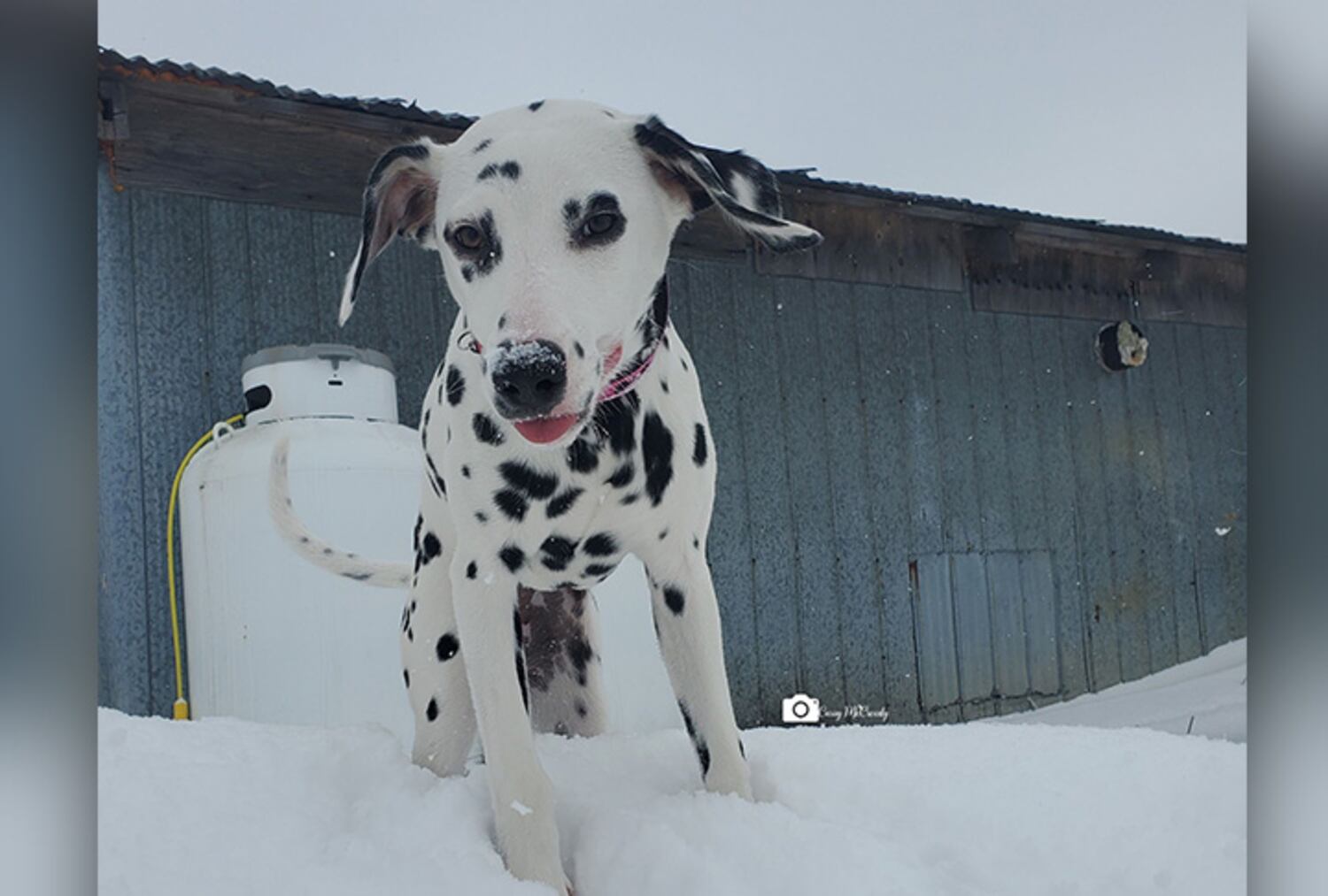 Dogs In February February Dogs of the Day – CTVNews