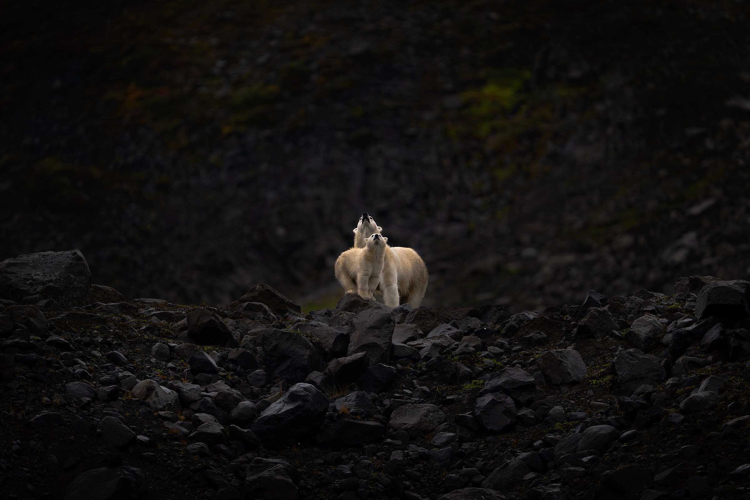 Ottawa wildlife photographer earns gold at World Photographic Cup