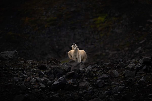 Ottawa wildlife photographer earns gold at World Photographic Cup