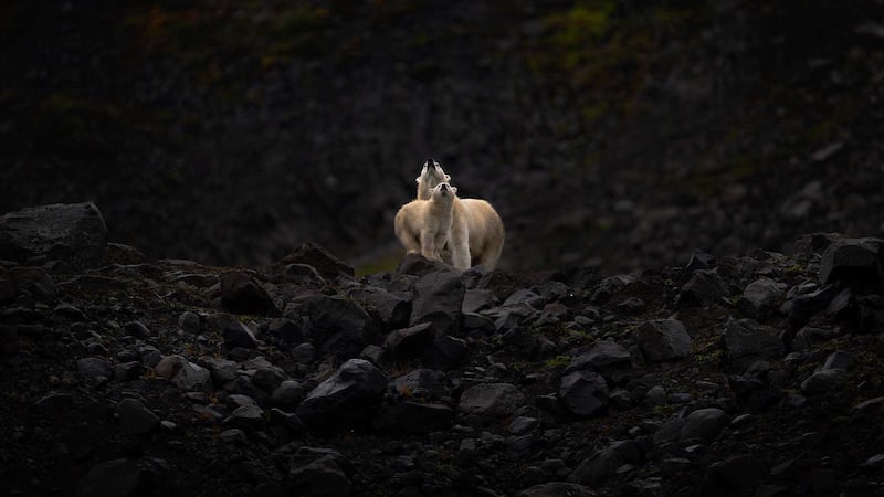 Ottawa wildlife photographer earns gold at World Photographic Cup