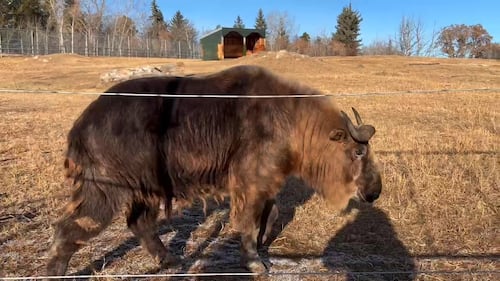 Sichuan Takin at the Edmonton Valley Zoo Nov. 24, 2025. (Sasha Pietramala/CTV News Edmonton)