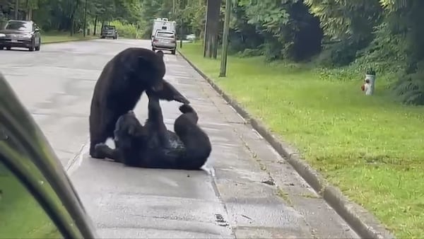 ‘It was amazing’: Residents baffled by bear brawl on Metro Vancouver street