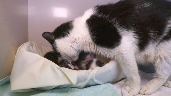 Influx of kittens pushes North Bay’s humane society to the limit