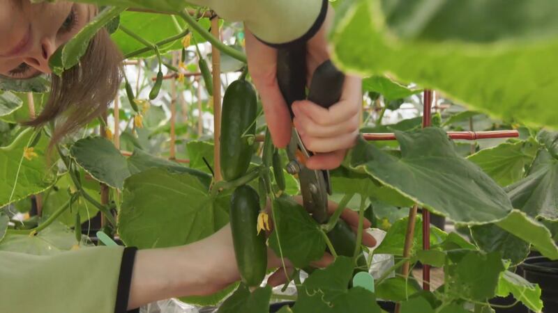 University of Guelph students grow fresh produce for their peers in need