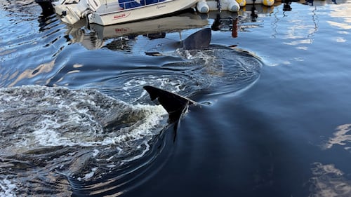 ‘Its really rare’: Buzz continues over basking shark sighting in Bedford, N.S.