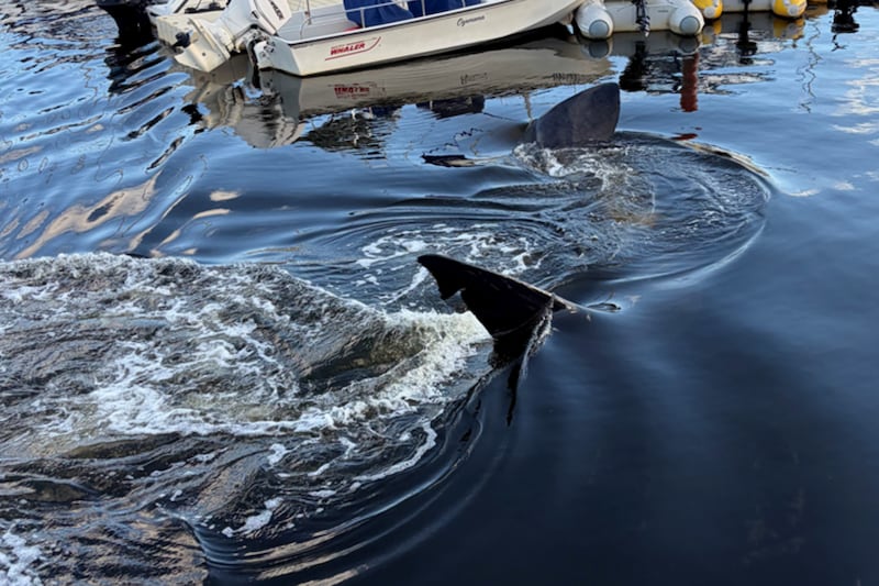 'Its really rare': Buzz continues over basking shark sighting in Bedford, N.S.