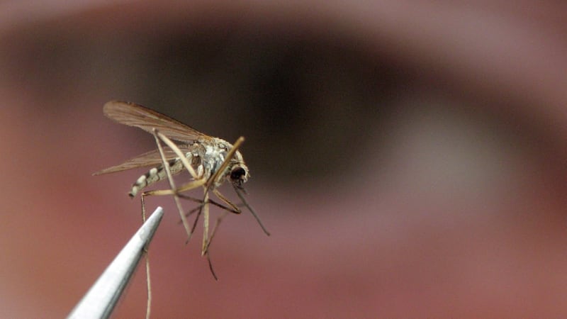 Cases of West Nile virus arise across wildlife in region