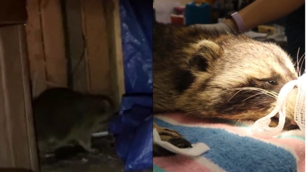 Sm Racoon Toronto raccoon found limping across someone's deck, missing his entire ...