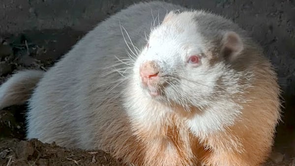 ‘Cruel tradition’: PETA calls on Wiarton to end live groundhog predictions