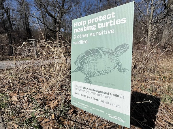 Early turtle rescue highlights start of wildlife activity in Windsor-Essex as temperatures swing
