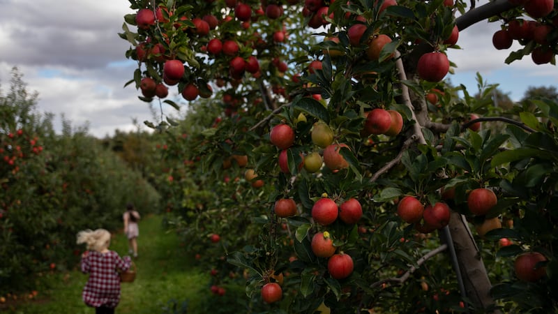 Rainy summer gives way to an “extraordinary” apple season