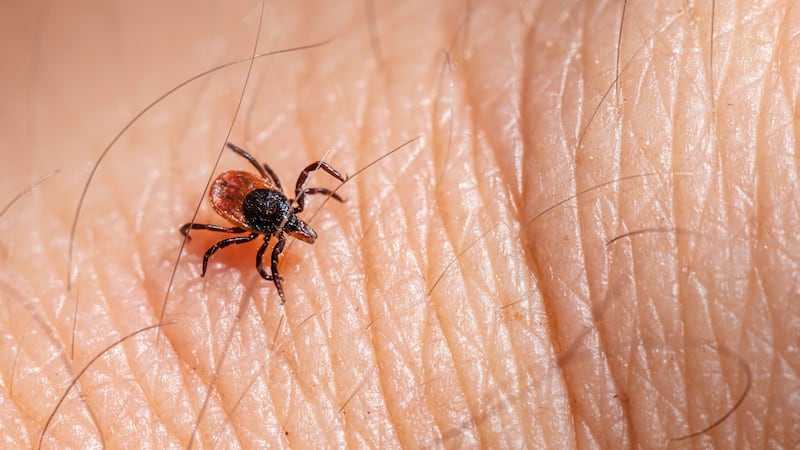 There’s a tick-borne disease on the rise that’s even worse than Lyme