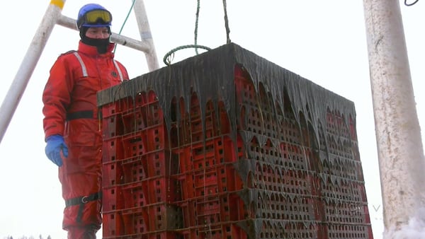Under the ice: Winter oyster harvests on P.E.I. start early as crews work to meet market demand