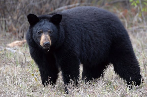 Lowest number of black bears were killed in 2025, B.C. conservation officers say