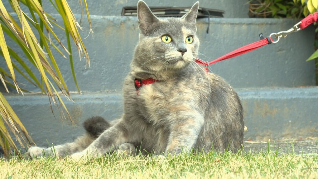 Edmonton cat that stowed away to Vancouver Island has ride home