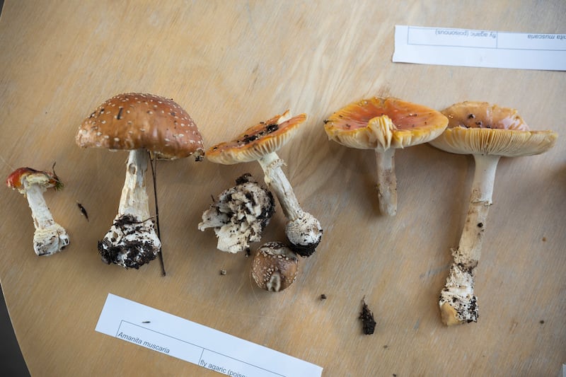 Steamy summer drives a shroom boom, offering sights and tastes for local fungi lovers