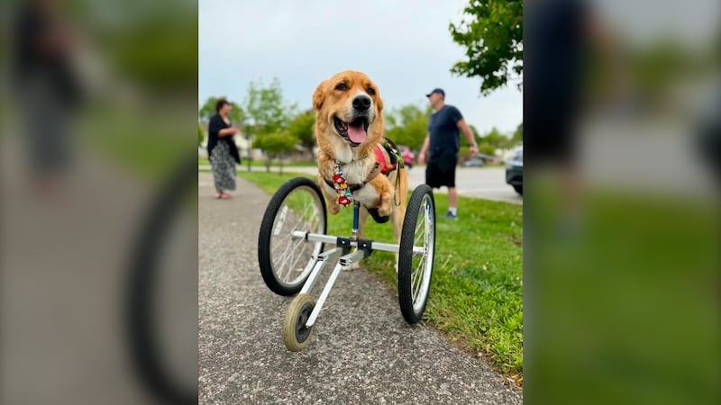 Inspiring disabled dog turns 5 at Charlotte’s Freedom Farm