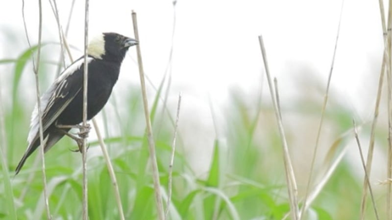 Farmers delay first hay harvest to help threatened bird species raise their young